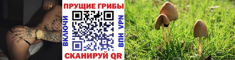 Купить  Ардатов  Псилоцибиновые грибы мицелий 